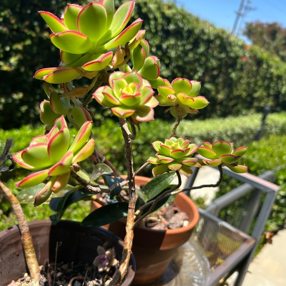 Stunning Cluster of Kiwi Succulents Plant - Picture 5 of 5